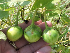 Solanum dimidiatum