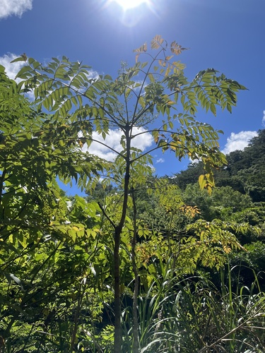 Aralia ryukyuensis iNat (3)