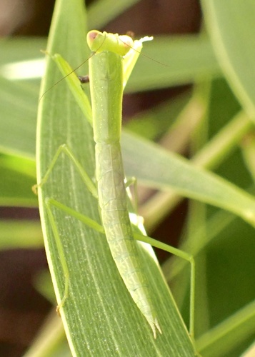 Australian Garden Mantis photo 6