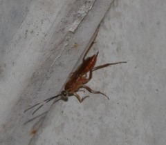 Pachysomoides fulvus