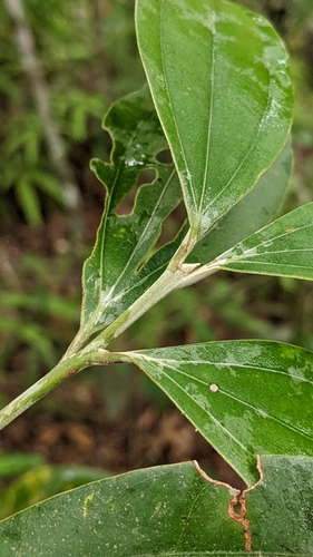 Cinnamomum austrosinense, photograph 1