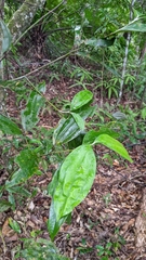 Cinnamomum austrosinense, photograph (c) 許文俊, some rights reserved (CC BY-SA)