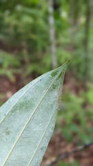 Cinnamomum austrosinense, photograph (c) 許文俊, some rights reserved (CC BY-SA)
