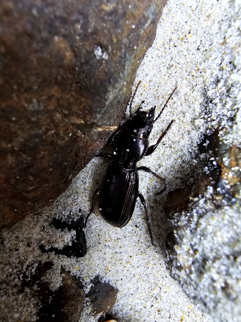 Mecodema litoreum