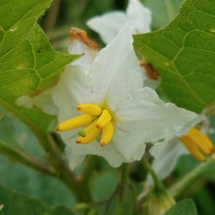 Solanum carolinense