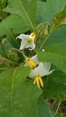 Solanum carolinense