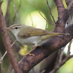 Ijima's Leaf Warbler photo 4
