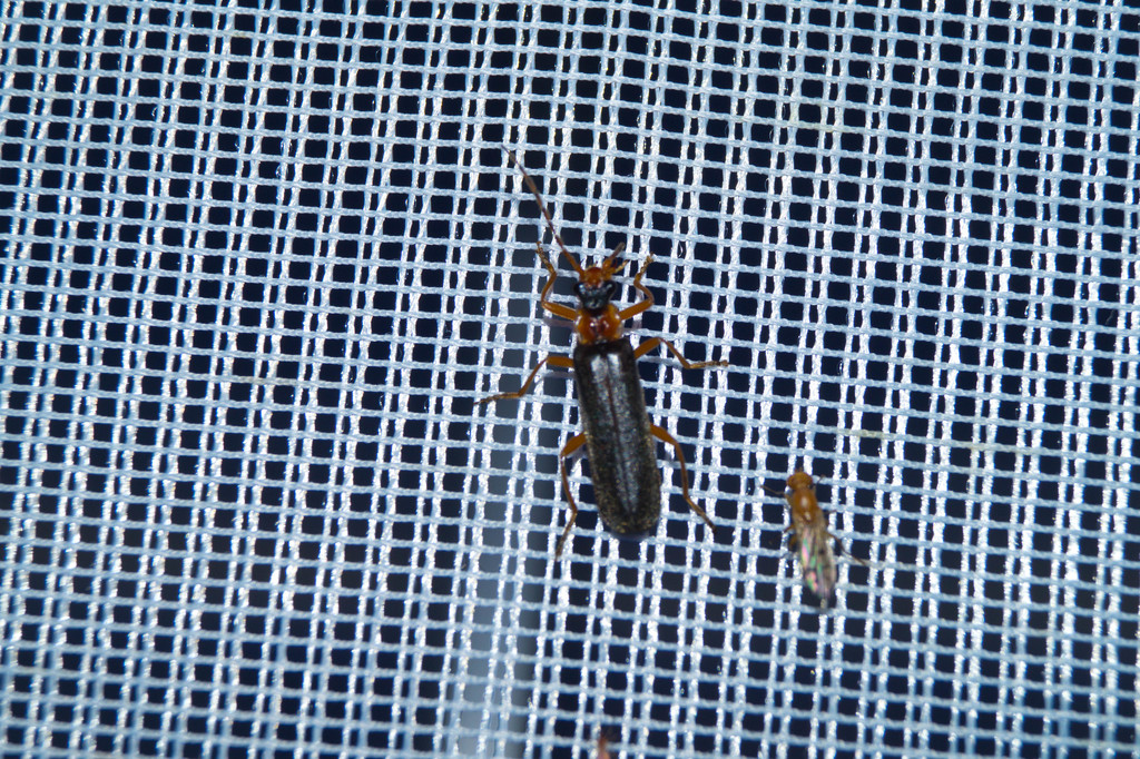Podabrus alpinus