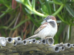 Passer domesticus