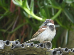 Passer domesticus