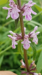 Stachys hispida
