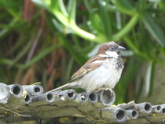 Passer domesticus