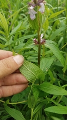Stachys hispida