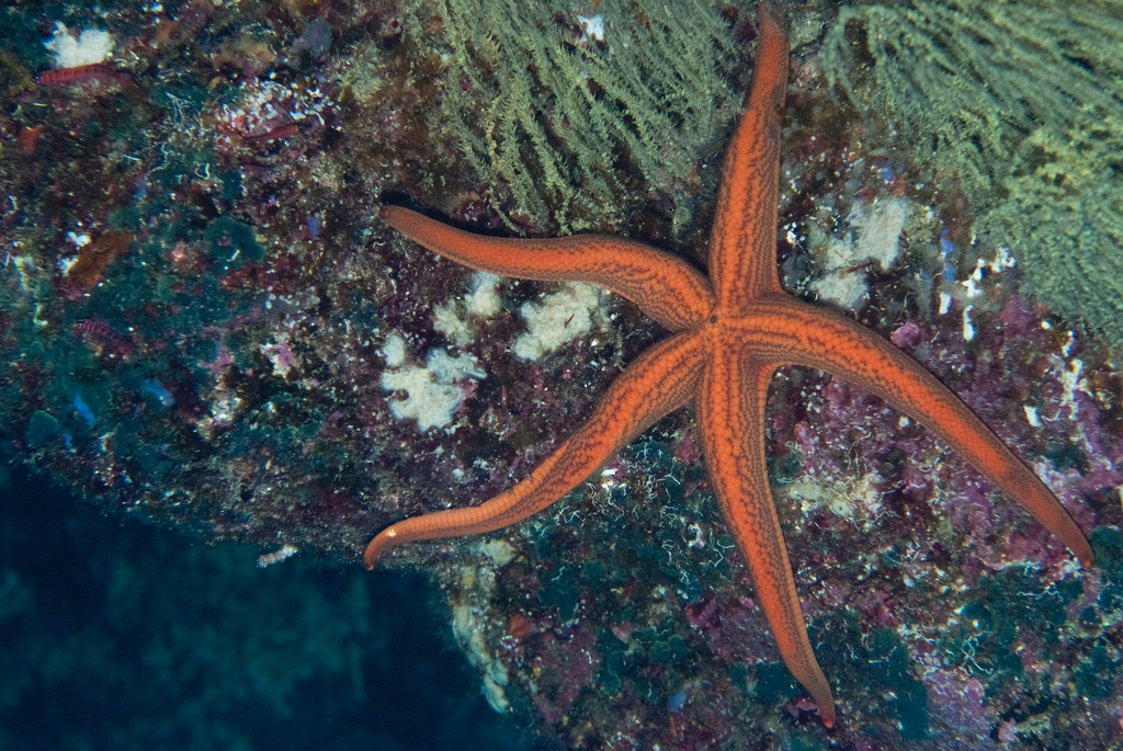 Narcissia gracilis