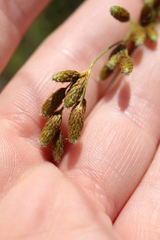 Scirpus pendulus