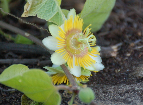 Image of Passiflora holosericea by (c) Amber M. King, some rights reserved (CC BY)
