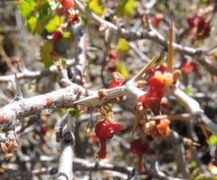 Ribes quercetorum