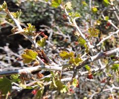 Ribes quercetorum