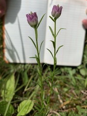 Polygala sanguinea