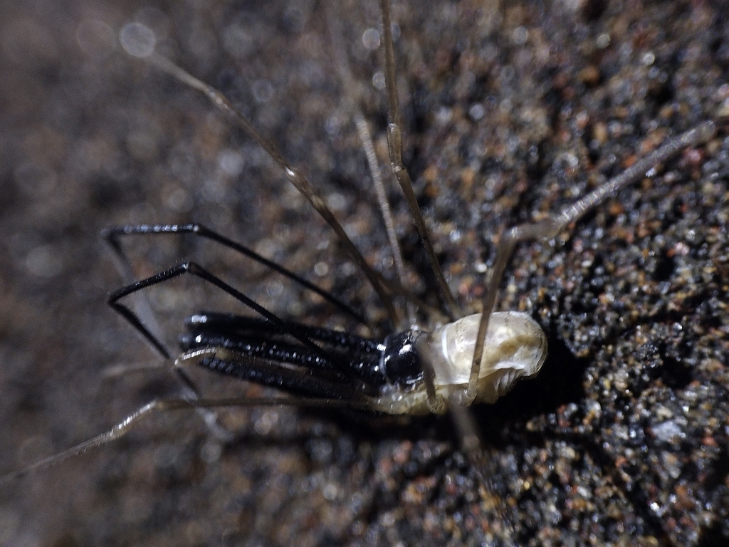 Taracus marchingtoni