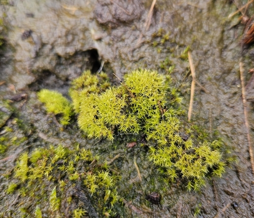 Red-neck Forklet-moss (Dicranella cerviculata)