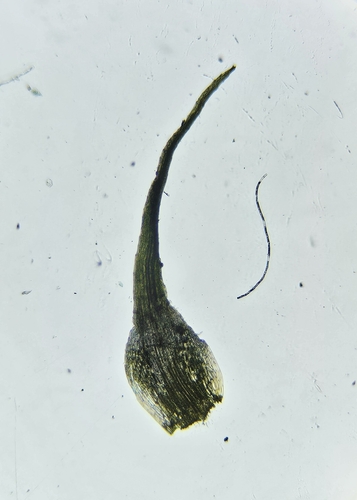 Image of Dicranella cerviculata by (c) Helen Waterman, some rights reserved (CC BY)