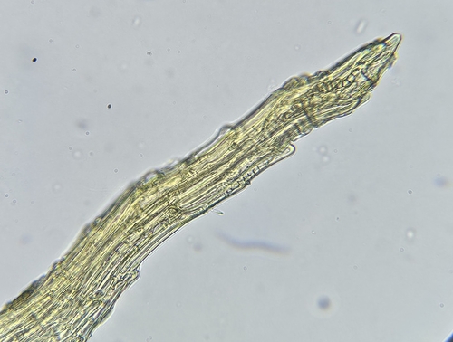 Image of Dicranella cerviculata by (c) Helen Waterman, some rights reserved (CC BY)