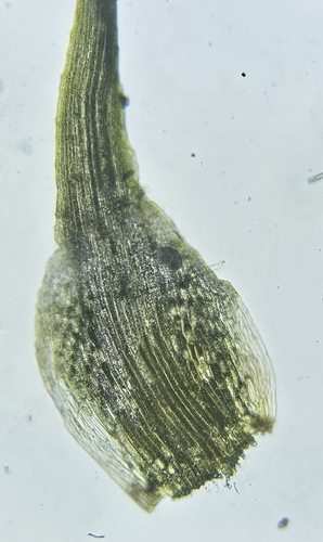 Image of Dicranella cerviculata by (c) Helen Waterman, some rights reserved (CC BY)