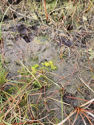 Image of Dicranella cerviculata by (c) Helen Waterman, some rights reserved (CC BY)