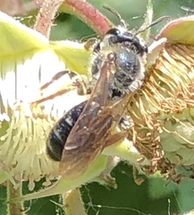 Andrena