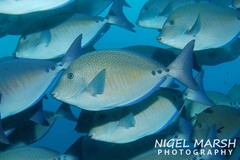 Prionurus maculatus