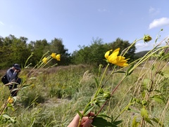 Helianthus × laetiflorus, photograph (c) Augustin Soulard, some rights reserved (CC BY)