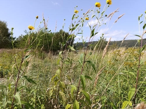 Helianthus × laetiflorus, photograph 6