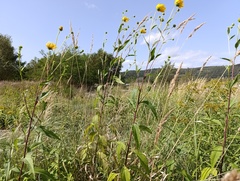 Helianthus × laetiflorus, photograph (c) Augustin Soulard, some rights reserved (CC BY)