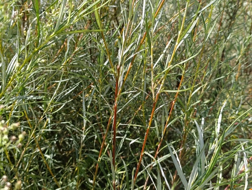 Image of Salix eleagnos by (c) Augustin Soulard, some rights reserved (CC BY)