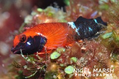 Enneapterygius similis