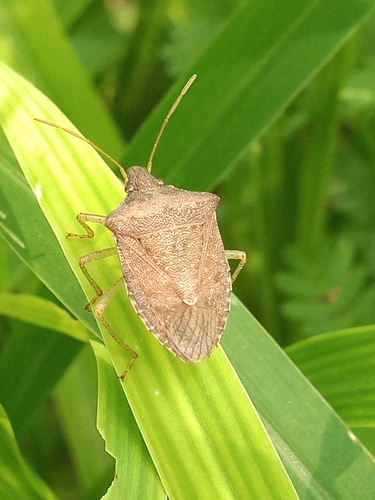 Brown stink bug
