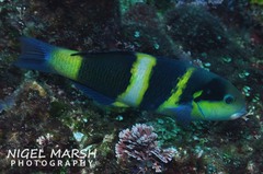 Thalassoma nigrofasciatum