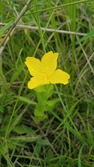 Oenothera pilosella