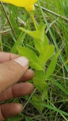 Oenothera pilosella