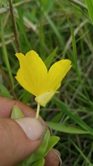 Oenothera pilosella
