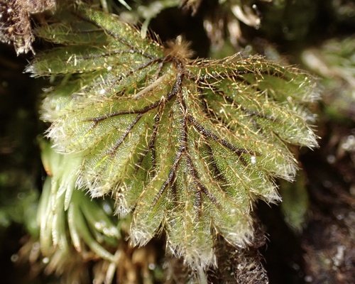 Image of Hymenophyllum obtusum by (c) Thomas Irvine, some rights reserved (CC BY)