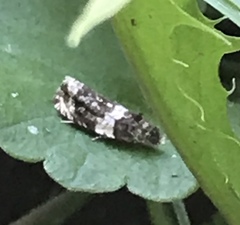Olethreutes fasciatana