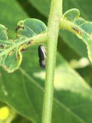 Pediopsoides distinctus