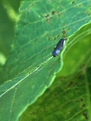 Pediopsoides distinctus