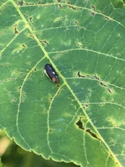 Pediopsoides distinctus