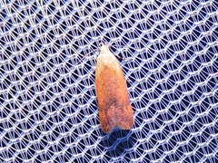 Anacampsis fullonella