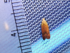 Anacampsis fullonella