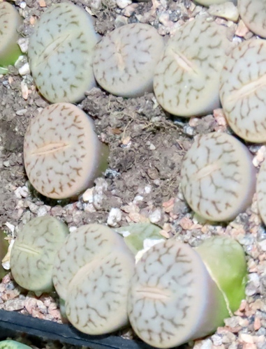 Lithops pseudotruncatella subs. groendrayensis (H.Jacobsen) D.T.Cole