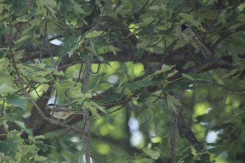 Carolina Chickadee photographed in West Virginia
